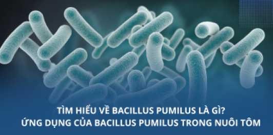 Tìm hiểu về Bacillus pumilus là gì? Ứng dụng của Bacillus pumilus trong nuôi tôm